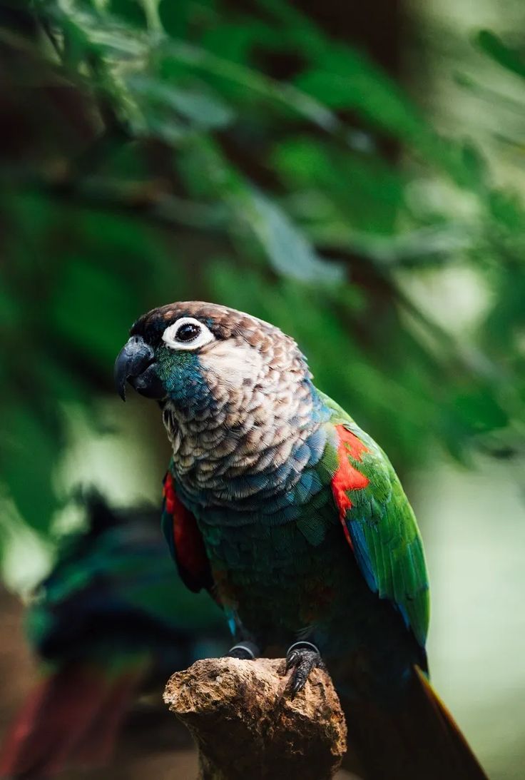 Conure Perlée 5